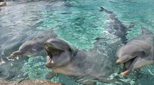 105-DolphinLaughs